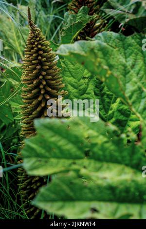 Un primo piano verticale di Gunnera tinctoria, noto come rabarbaro gigante o rabarbaro cileno. Foto Stock