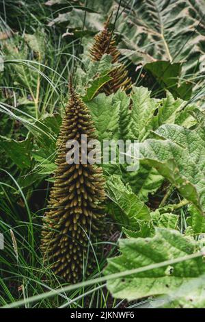 Un primo piano verticale di Gunnera tinctoria, noto come rabarbaro gigante o rabarbaro cileno. Foto Stock