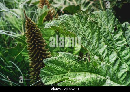 Un primo piano di Gunnera tinctoria, conosciuto come rabarbaro gigante o rabarbaro cileno. Foto Stock