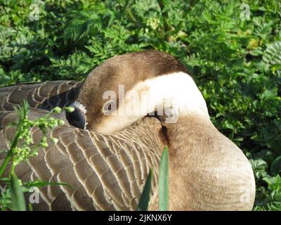 Un primo piano di un'oca di cigno (Anser cygnoides) che poggia con la testa sulla sua schiena - mibu Foto Stock