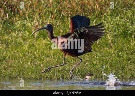 Una foto di un Ibis lucido che salta sull'acqua e sull'erba sullo sfondo Foto Stock