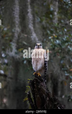 Un colpo verticale di un falco dalle spalle rosse in un albero Foto Stock