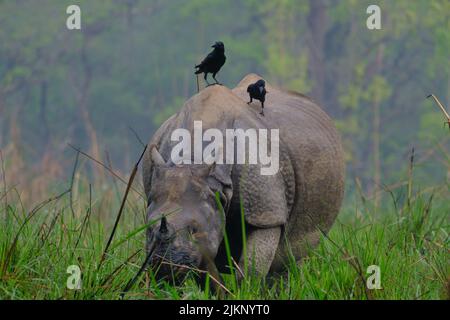 Un rinoceronte indiano nel Chitwan National Park, Nepal, con due uccelli sulla schiena Foto Stock