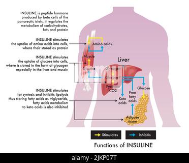 Illustrazione medica delle funzioni insuliniche, con annotazioni. Illustrazione Vettoriale