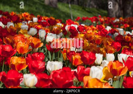 Un mazzo di tulipani colorati in una giornata di sole Foto Stock