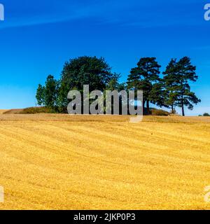 Una vista panoramica di un campo di grano con pochi alberi Foto Stock