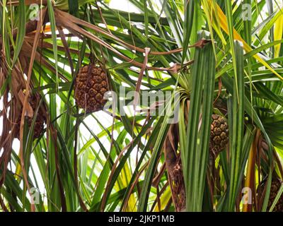 Un primo piano di frutta adena su Pandanus albero Foto Stock