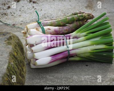 I grappoli di cipolle fresche e asparagi raccolte a mano così come esse maturano dal giardino in un agriturismo in Toscana Foto Stock