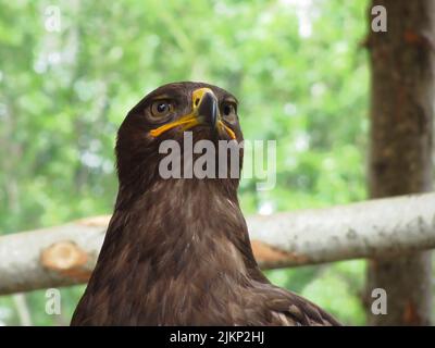 Ritratto di steppa eagle oltre una natura sfondo sfocato Foto Stock