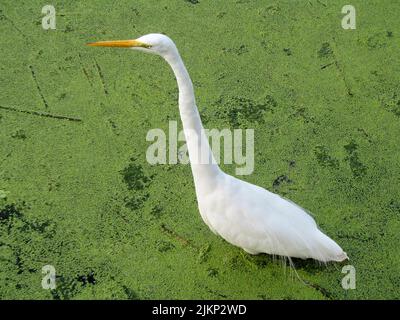 Un bellissimo scatto di una grande egretta camminando tra le alghe nelle acque poco profonde della palude durante il giorno Foto Stock