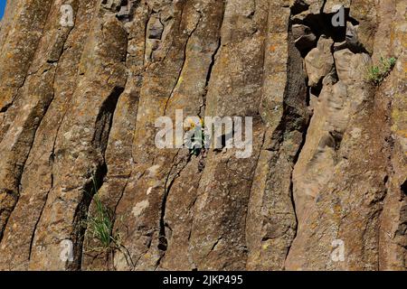 Una roccia invecchiata con fiori che crescono in una crepa Foto Stock