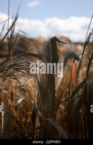 Un colpo selettivo di fuoco di un picco di grano che cresce nel campo in una giornata di sole con sfondo sfocato Foto Stock