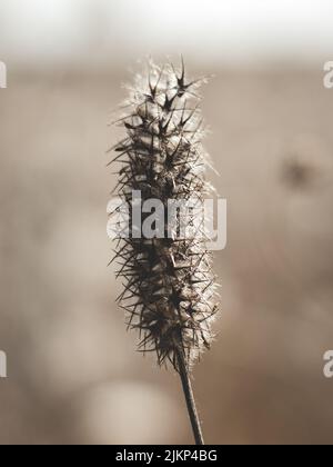 Un fuoco poco profondo di una pianta di arvense di trifolium nel giardino in una giornata di sole con sfondo sfocato Foto Stock