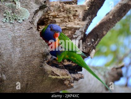 Pappagallo di corikeet arcobaleno dai colori vivaci in un albero di Noosa con piume viola, verde, rossa e arancione e becco rosso Foto Stock