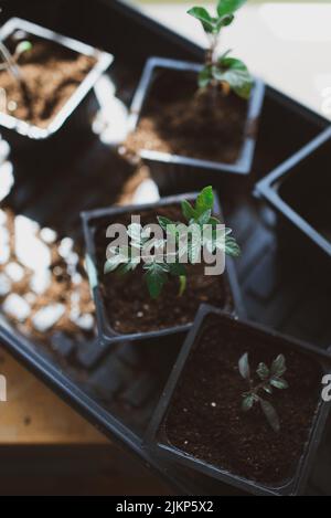 piantine di pomodoro di partenza al chiuso per preparare per il giardinaggio Foto Stock