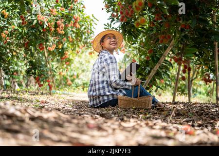 Asia Donna agricoltore Rambutan frutta Farmer controllo qualità del prodotto Rambutan utilizzando tablet o smartphone, femmina agricoltore in possesso di rambutan da biologico Foto Stock