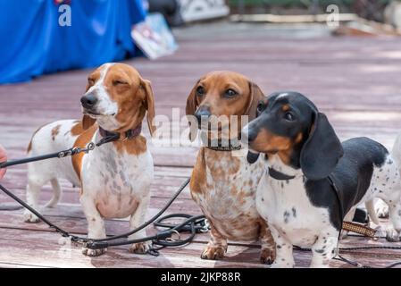 Tre simpatici dachshund pygmy avvistati su un podio di legno. Foto di alta qualità Foto Stock