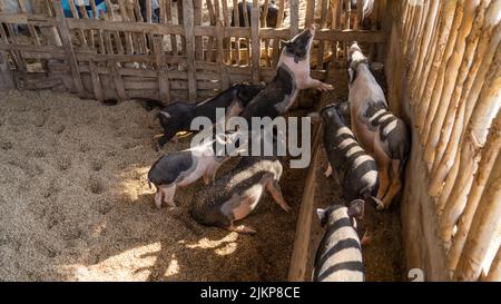 Un bellissimo scatto di una deriva di maiali domestici in fattoria in attesa di cibo in una giornata di sole Foto Stock