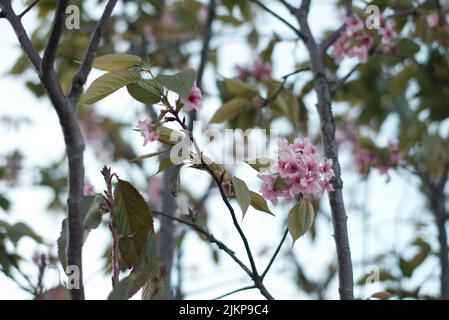 Un bel colpo di ciliegi fiorisce durante il giorno in primavera Foto Stock