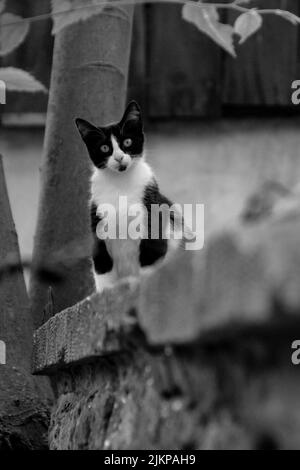 Una foto in scala di grigi di un piccolo gatto feriale che si affaccia sulla fotocamera per strada Foto Stock