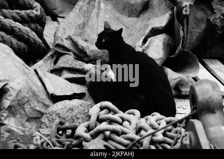 Un colpo in scala di grigi di un piccolo gatto che guarda in giro per la strada Foto Stock