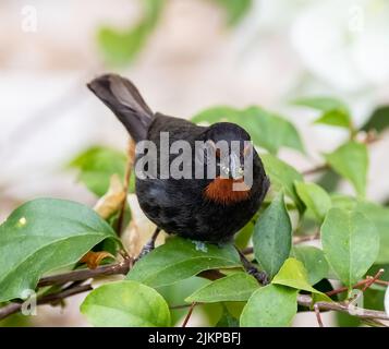 Un primo piano di un piccolo arboreto antillano in piedi su foglie di albero nel giardino con sfondo sfocato Foto Stock