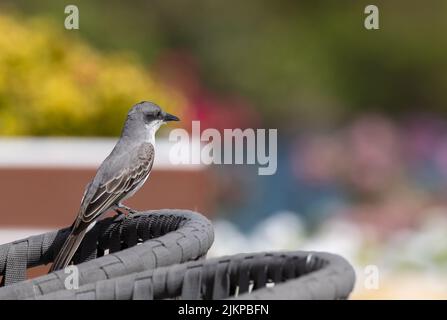 Un primo piano di un re grigio Sparrow in piedi su una sedia di plastica con uno sfondo sfocato Foto Stock