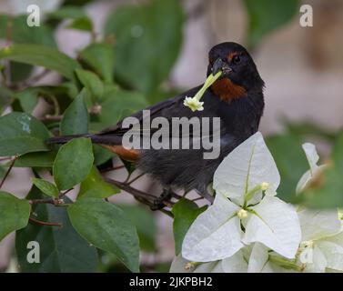 Un primo piano di un Bullfinch piccolo antillano che si erge su un albero di gelsomino nel giardino con uno sfondo sfocato Foto Stock