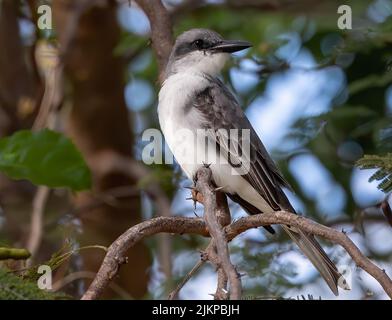 Un primo piano di un re grigio Sparrow in piedi su un ramo d'albero nel giardino con sfondo sfocato Foto Stock