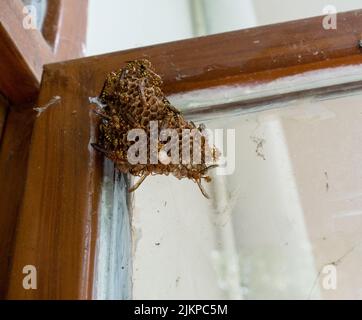 Una foto ravvicinata della vespa di carta gialla nidificata su una teglia per finestra. Le vespe di carta sono vespide vespe che raccolgono fibre da legno morto e steli di pianta, mescolano con sal Foto Stock