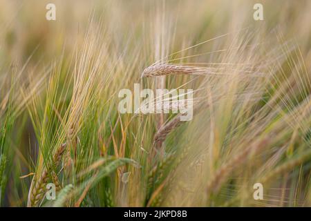 Un orecchio di segale o di grano nel campo. Prato di segale che si muove sul vento, primo piano, fuoco selettivo. Grano giovane, un campo di orecchiette decorative Foto Stock