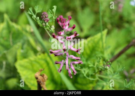 Fumitivo o fumitivo della droga o fumo della terra comune (Fumaria officinalis) fiori viola su sfondo verde Foto Stock