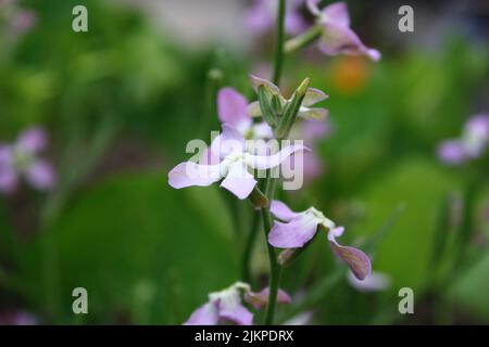 Brodo rosa tenue dal profumo notturno o da sera (Matthiola longitetala) fiori da vicino Foto Stock