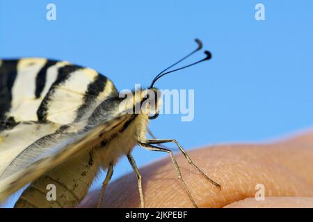 Farfalla (a coda di rondine) sulla mano Foto Stock