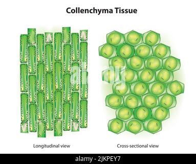 Anatomia del tessuto di Collenchyma Foto Stock