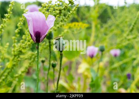 Fiore di papavero viola su uno sfondo di vari verdi. Area di messa a fuoco e copia. Foto Stock