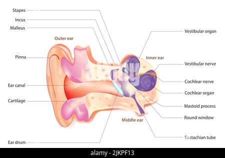 Struttura auricolare Foto Stock