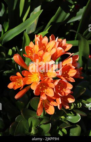 Un fuoco selettivo di un fiore di giglio di Clivia in un giardino Foto Stock