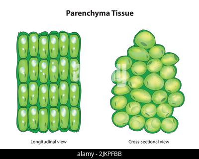 Tessuto parenchima Foto Stock