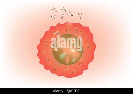 Plasmacellule con anticorpo Foto Stock