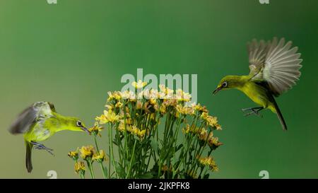 Due uccelli dagli occhi bianchi che si nutrono sul nettare di un fiore giallo su uno sfondo verde sfocato Foto Stock