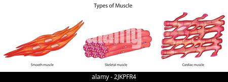 Tipi di muscolo Foto Stock