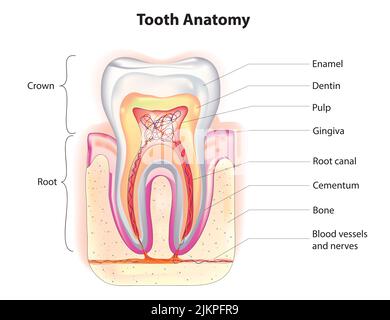 Anatomia del dente Foto Stock