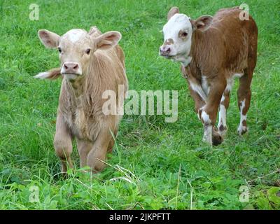 Una vista naturale di due vitelli che pascolano su un campo verde in Lettonia Foto Stock