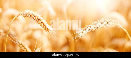 Spighe mature di grano in campo durante il raccolto. Agricoltura paesaggio estivo Foto Stock