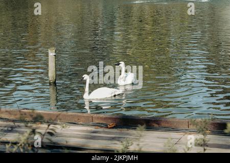 Una luminosa giornata estiva con due cigni carini che nuotano nel lago presso lo zoo di Cincinnati in Ohio Foto Stock