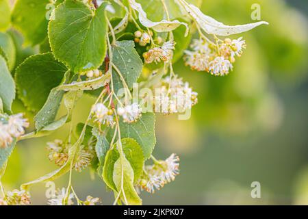 Linden fiore di Tilia cordata albero (tiglio piccolo-leaved, littleleaf linden fiori o linden fiore piccolo-leaved) Foto Stock