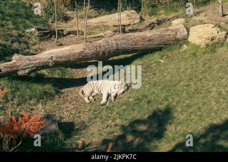 Una luminosa giornata estiva allo Zoo di Cincinnati con una bella tigre bianca che dorme sull'erba lussureggiante Foto Stock