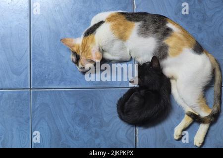 Madre gatto e adorabile gattino nero che dorme su pavimento piastrellato blu in vista dall'alto Foto Stock