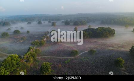 Zuiderheide Parco Nazionale Veluwe, erica rosa viola in fiore, riscaldatore in fiore sul Veluwe di Laren Hilversum Paesi Bassi, campi di erica in fiore Foto Stock